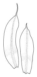 Encalypta rhaptocarpa, leaves. Drawn from A.J. Fife 10283, CHR 483503.
 Image: R.C. Wagstaff © Landcare Research 2014 